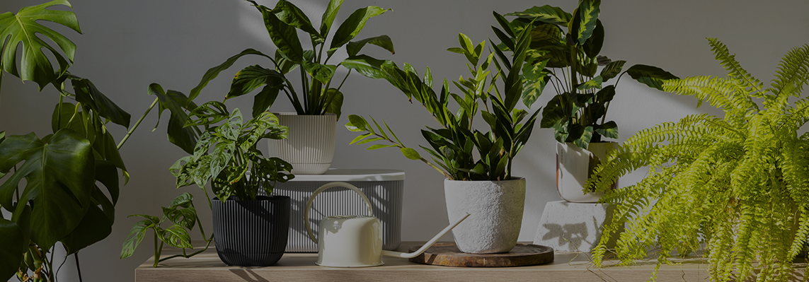 variedad en plantas